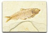 Detailed Fossil Fish (Knightia) - Wyoming #379537-1